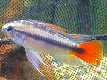 サザナミインコ