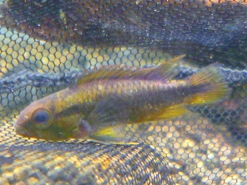 ラスボス登場!?　ルリメタイハクオウムのご紹介♪