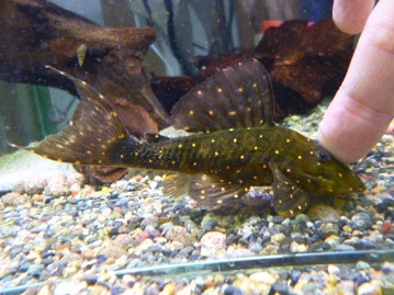 イングリッシュモルモット