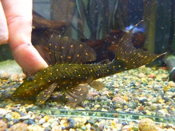 イングリッシュモルモット