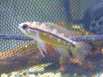 ルリメタイハクオウム