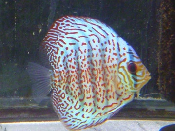 3月29日　これはカワユイ!!　超絶おすすめマルプー入舎!!