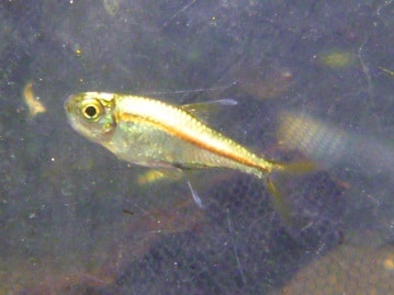 イングリッシュモルモット