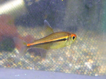 イングリッシュモルモット