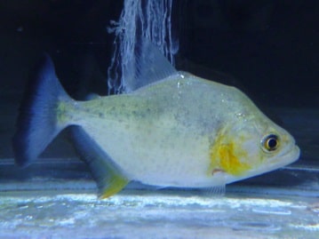 アキクサインコ（秋草インコ）