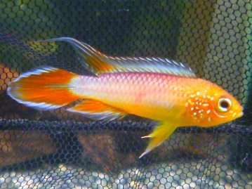 イングリッシュモルモット