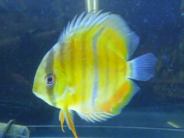 ホーランドロップ