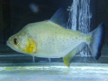 アキクサインコ（秋草インコ）