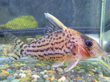 ホーランドロップ