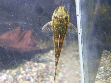 アキクサインコ（秋草インコ）