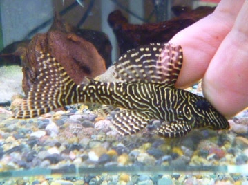 イングリッシュモルモット