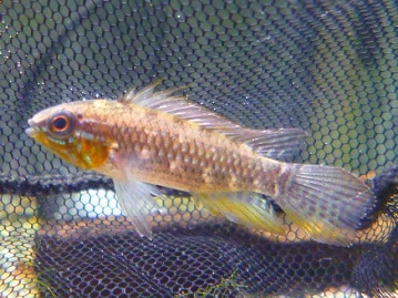 3月29日　ハゲてたって良いじゃない！オカメインコルチノー