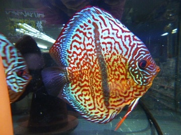 ホーランドロップ