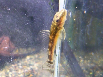 アキクサインコ（秋草インコ）