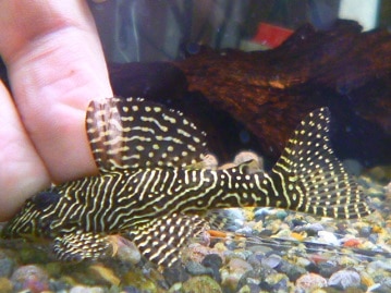 イングリッシュモルモット