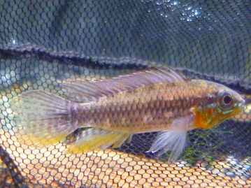 ロップイヤーラビット