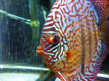 アキクサインコ（秋草インコ）