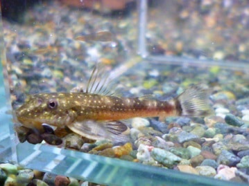 アキクサインコ（秋草インコ）