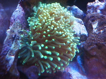 ルリメタイハクオウム