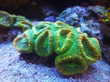 マメルリハ　パステルコバルトヘビーパイド　２０１９年２月生まれ