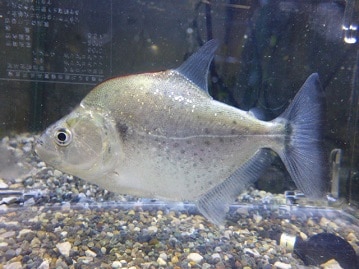 近日デビュー！三毛猫マンチカン