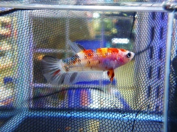 ロップイヤーラビット