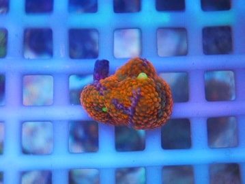 アキクサインコ（秋草インコ）