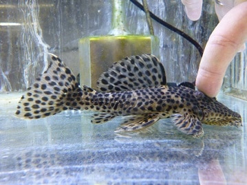 ヤマブキボタンインコ