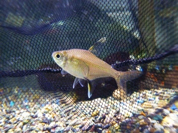 ノルウェージャンフォレストキャット