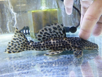 ヤマブキボタンインコ