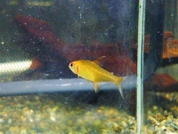 ノルウェージャンフォレストキャット