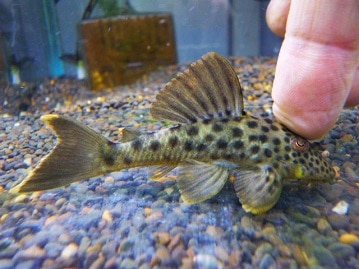 アキクサインコ（秋草インコ）