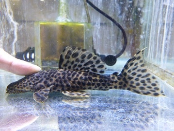 ノルウェージャンフォレストキャット