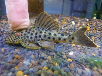 アキクサインコ（秋草インコ）