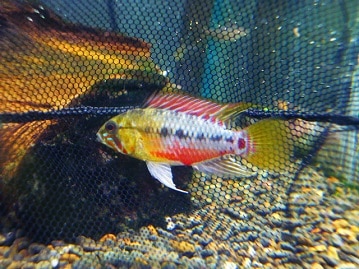 ノルウェージャンフォレストキャット