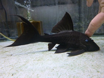 ホオミドリウロコインコ