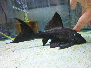 ホオミドリウロコインコ