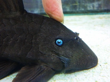 ホオミドリウロコインコ