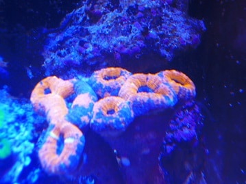 ホオミドリウロコインコ