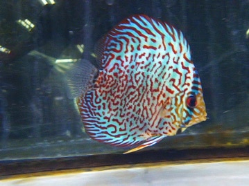 手乗りウロコインコ　ブルー　４月８日