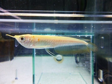 マメルリハ　ヨーロピアンダイリュートブルー　２０２０年５月１８日撮影