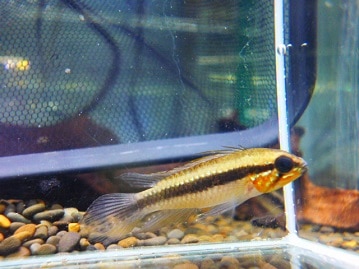 ぶりぶりブリティッシュショートヘア入舎！