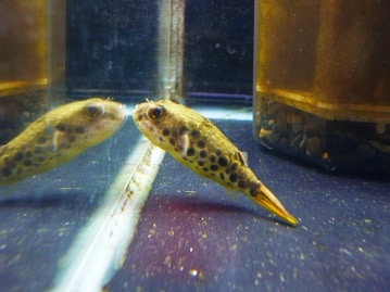 ホオミドリウロコインコ