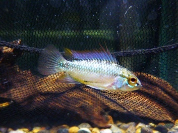 カニンヘンダックス