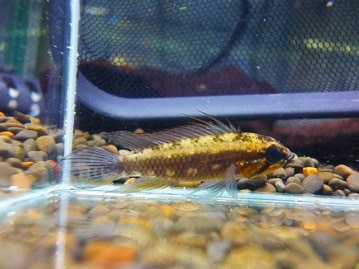 ライオンロップイヤー