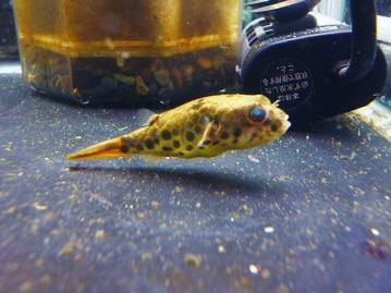 カニンヘンダックス