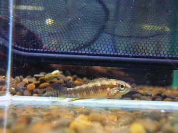 ライオンロップイヤー