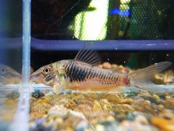 ライオンロップイヤー