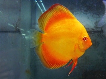 ブリティッシュショートヘア