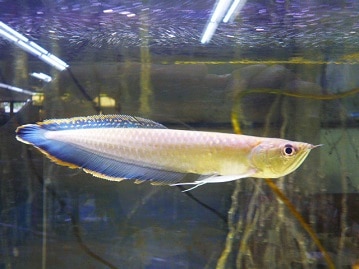 ライオンロップイヤー